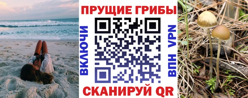 Псилоцибиновые грибы Cubensis Сосновоборск